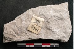 Foto (Detailansicht) von Trigonocarpus sp.  (NHMW-GEO-2024-0188-11151)